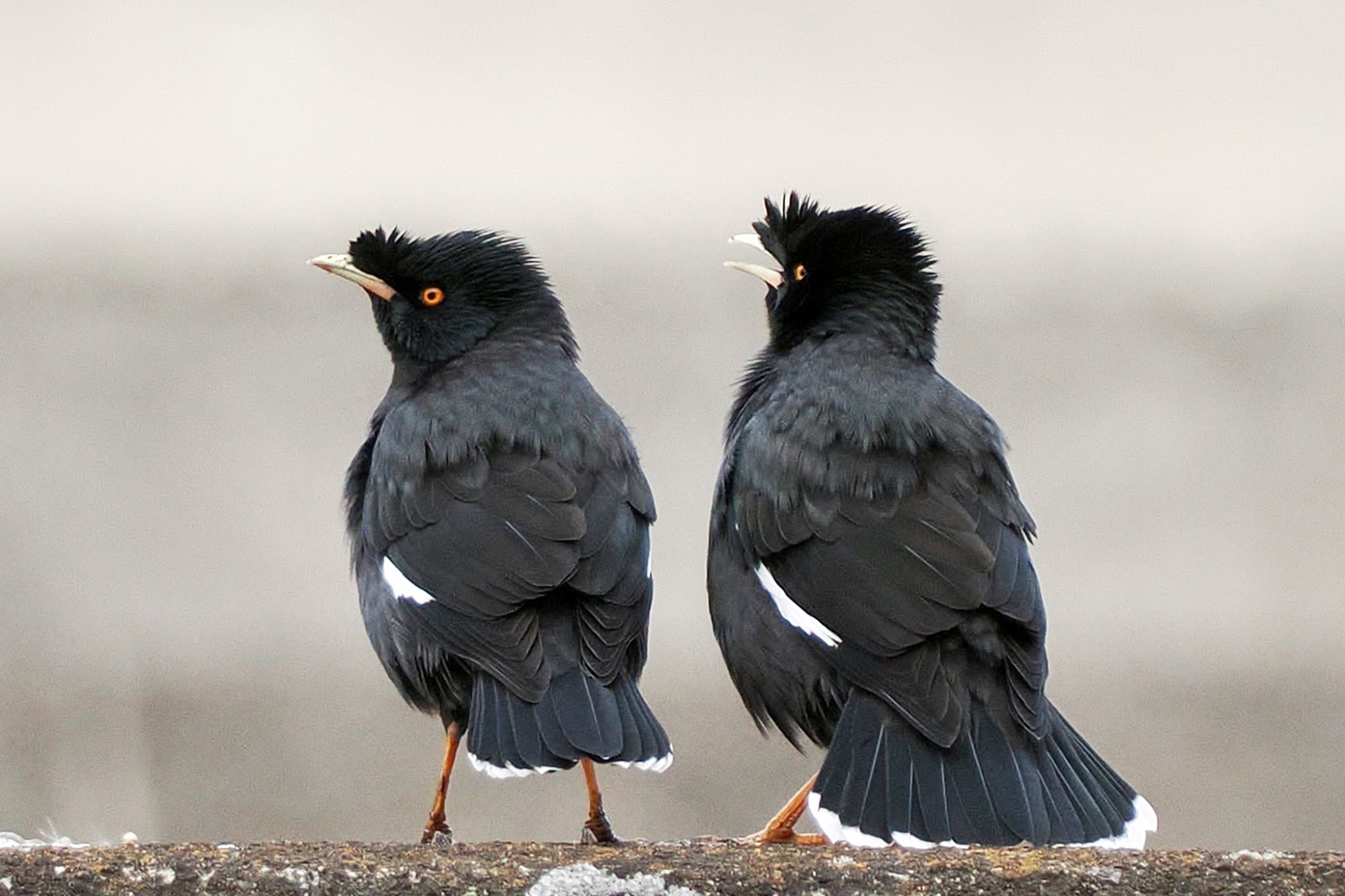 Crested Myna