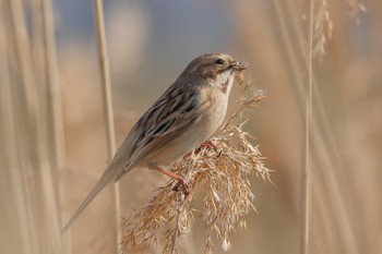 Pallas's Reed Bunting Unknown Spots Tue, 3/13/2018