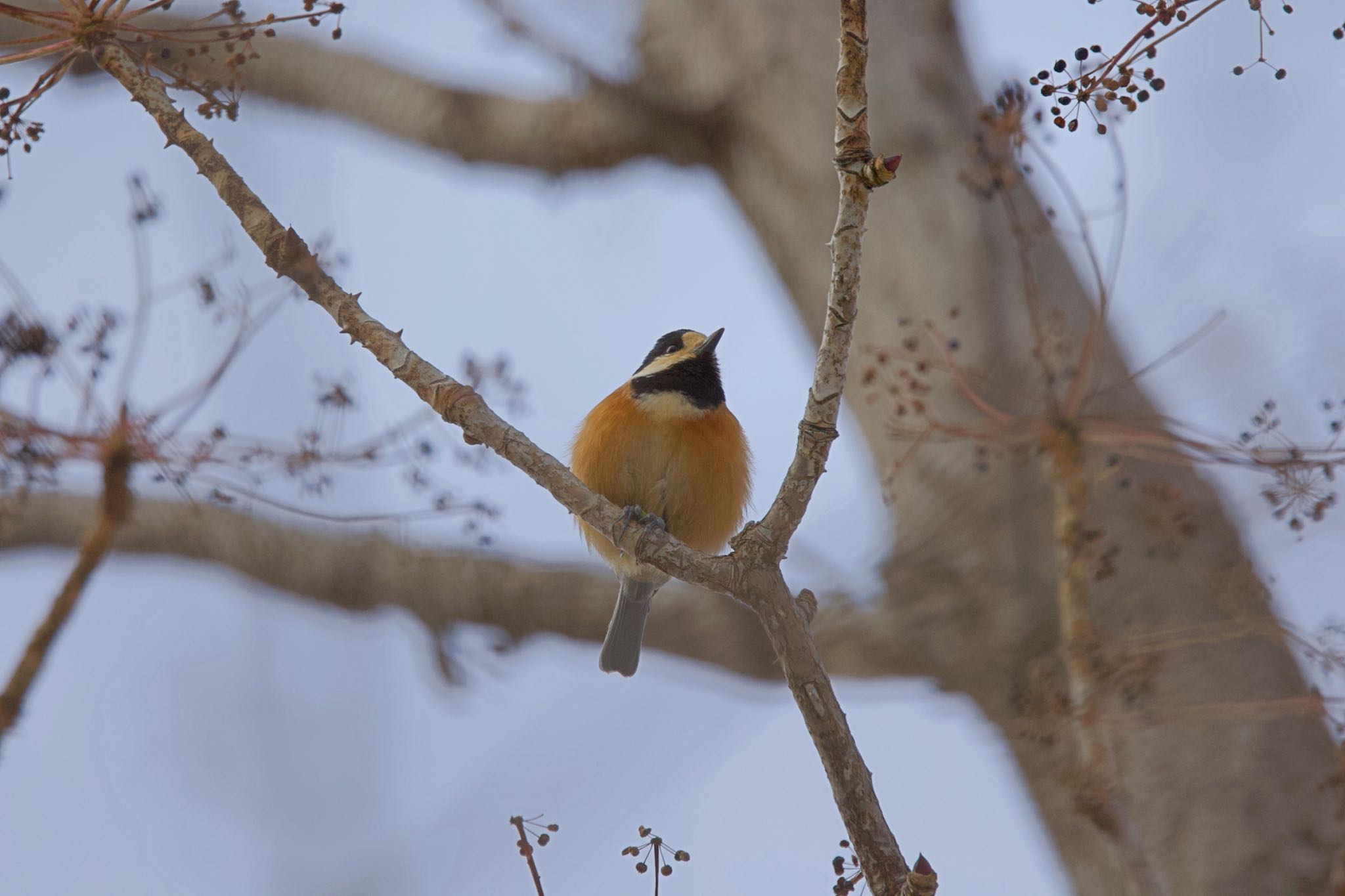 Varied Tit