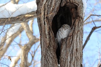 Ural Owl(japonica) 札幌 Wed, 12/21/2022