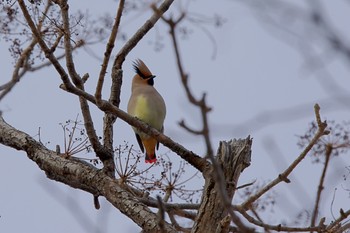 Japanese Waxwing 札幌 Wed, 12/21/2022