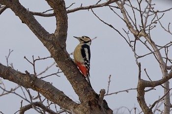 Great Spotted Woodpecker(japonicus) 札幌 Wed, 12/21/2022