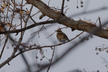 Dusky Thrush 札幌 Wed, 12/21/2022