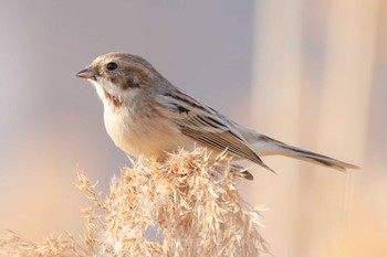 Pallas's Reed Bunting Unknown Spots Tue, 3/13/2018