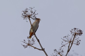 Bohemian Waxwing 札幌 Wed, 12/21/2022