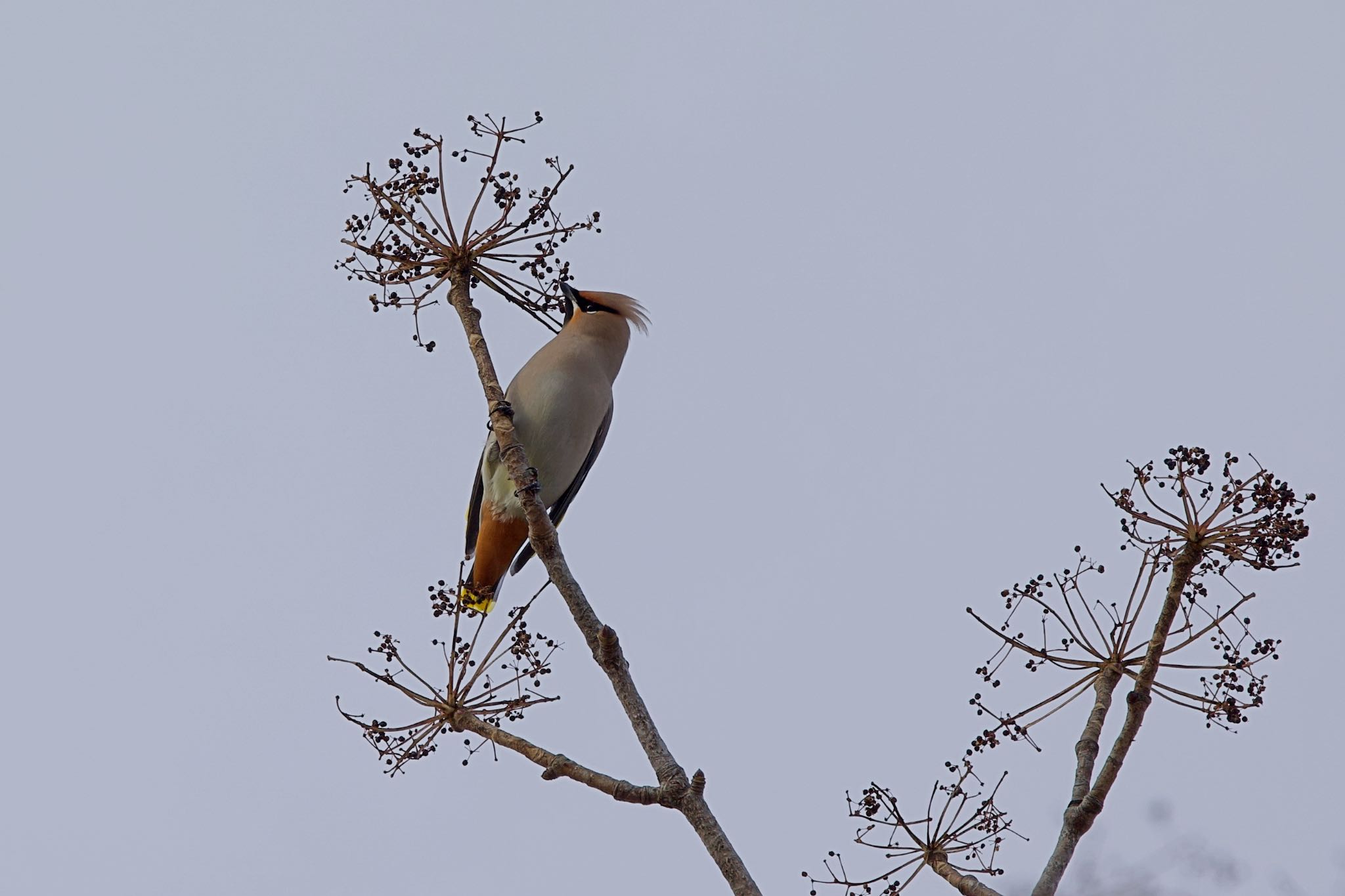 Bohemian Waxwing