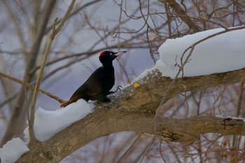 Black Woodpecker 札幌 Wed, 12/21/2022