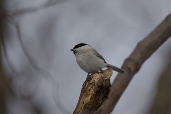 ハシブトガラ 札幌 2022年12月21日(水)