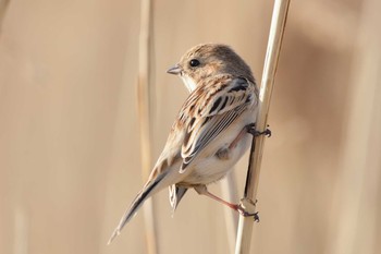 Pallas's Reed Bunting Unknown Spots Tue, 3/13/2018