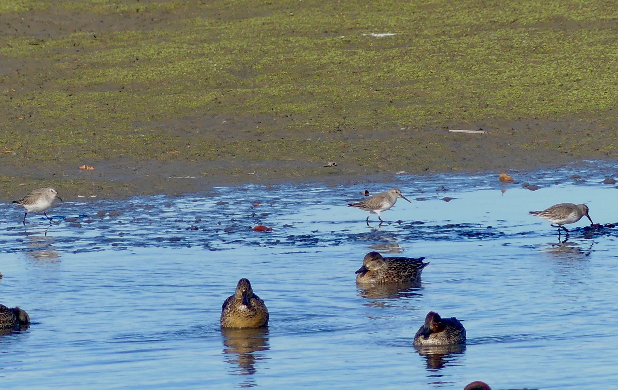 Dunlin