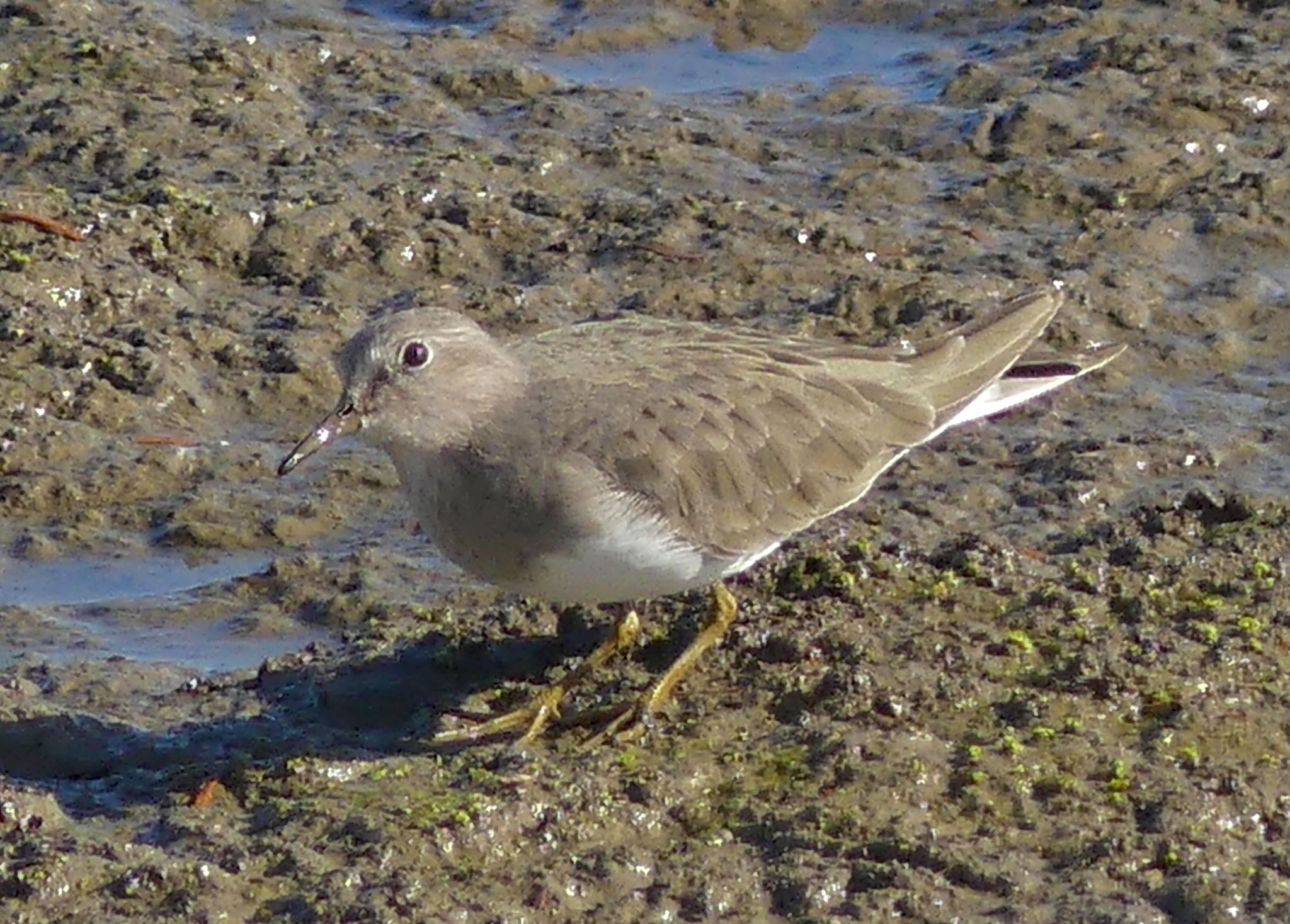 Temminck's Stint