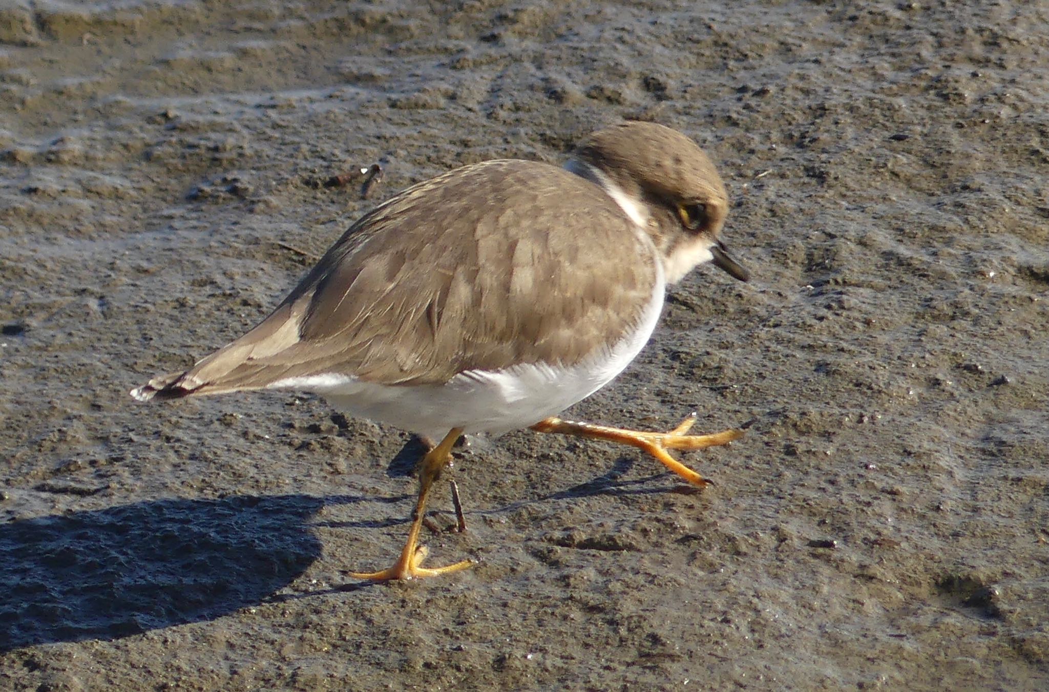 Long-billed Plover