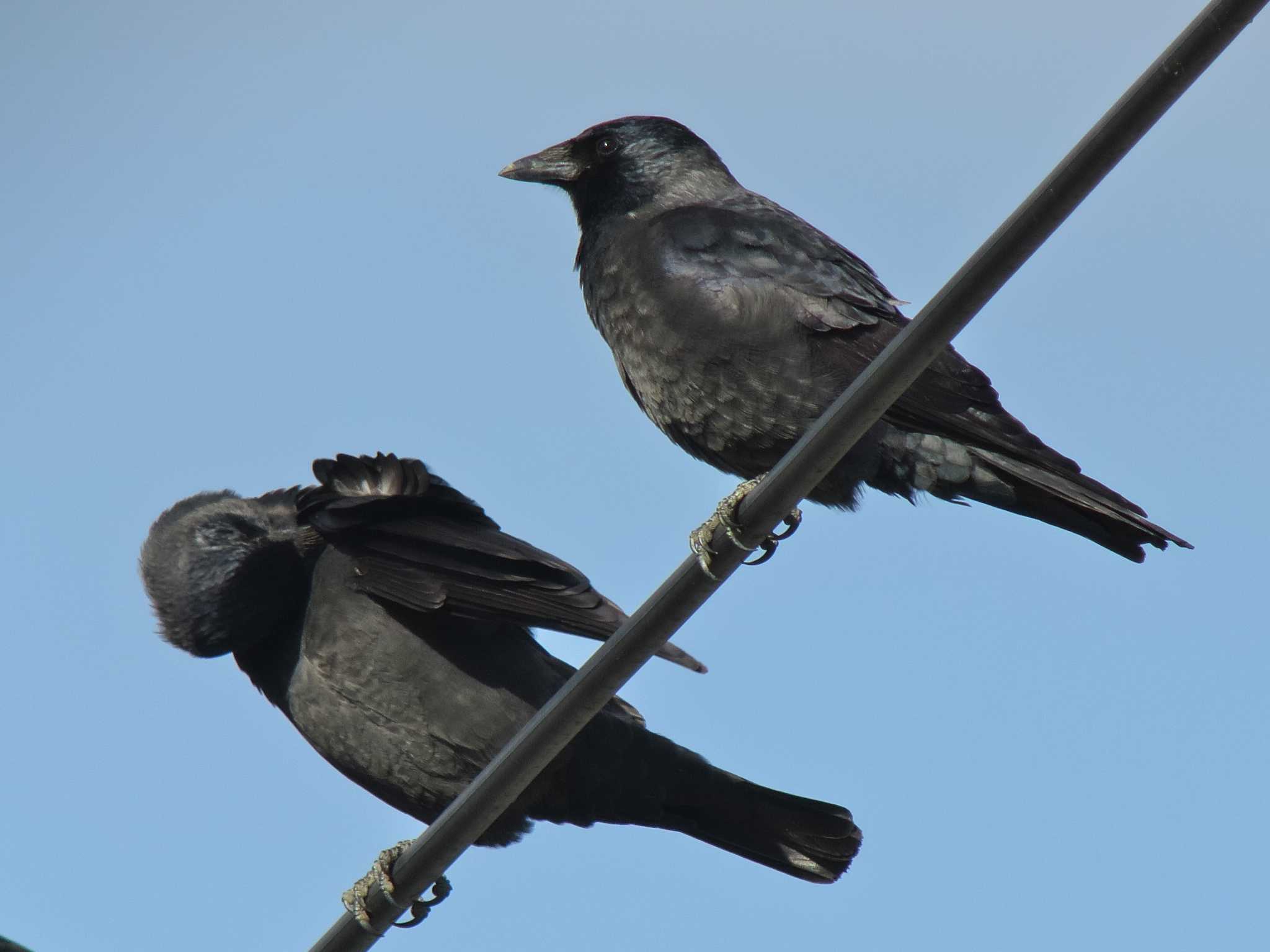 Photo of Daurian Jackdaw at  by みっちー