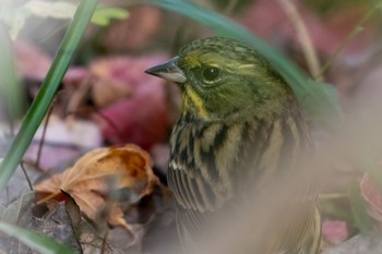 アオジ 和歌山城公園 2022年12月3日(土)