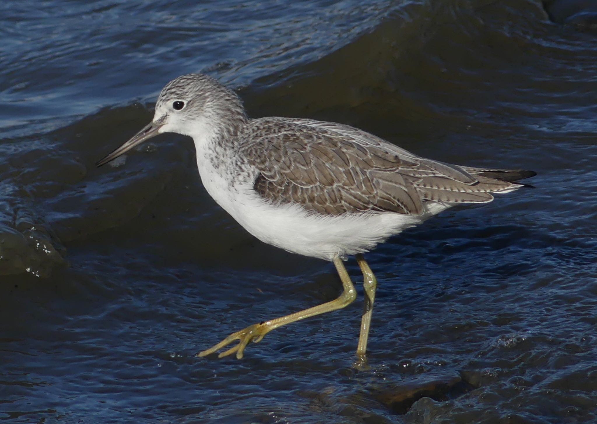 Common Greenshank