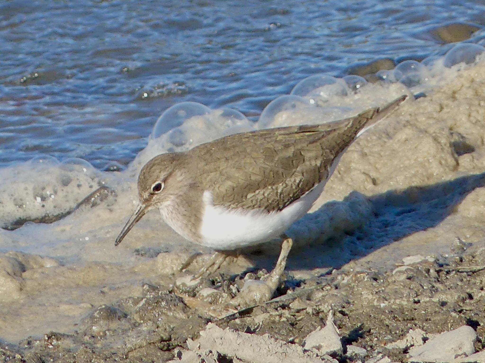 Common Sandpiper