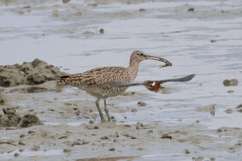 Eurasian Whimbrel Unknown Spots Sun, 1/14/2018