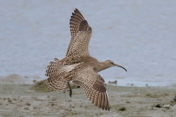 チュウシャクシギ 場所が不明 2018年1月14日(日)