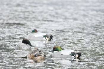 Falcated Duck 深泥池 Thu, 12/22/2022