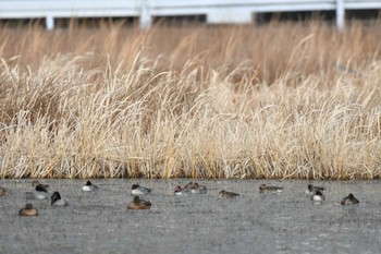 Eurasian Teal 深泥池 Thu, 12/22/2022