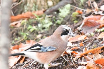 Eurasian Jay 深泥池 Thu, 12/22/2022