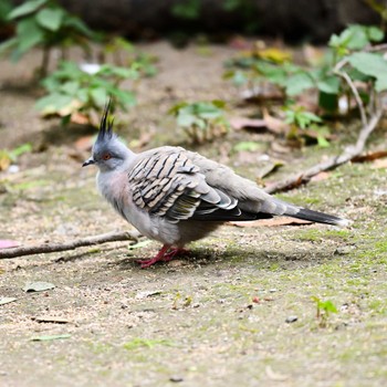 Crested Pigeon キャンベルタウン野鳥の森 Tue, 5/18/2021