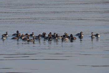 ハジロカイツブリ 千葉県 2018年3月14日(水)