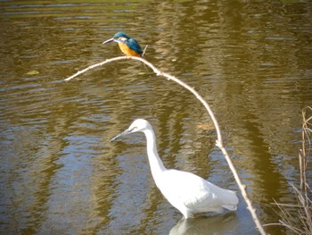 Wed, 12/21/2022 Birding report at 小畔水鳥の郷公園