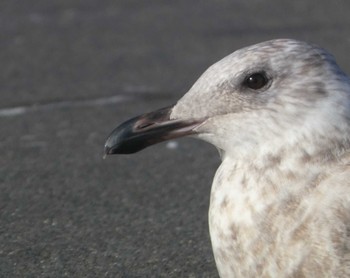 Glaucous-winged Gull 北海道 Sat, 11/26/2022