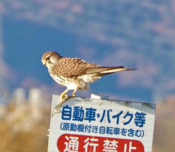 チョウゲンボウ 渡良瀬遊水地 2022年12月18日(日)