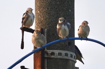 Fri, 4/8/2022 Birding report at Amami Island(General)