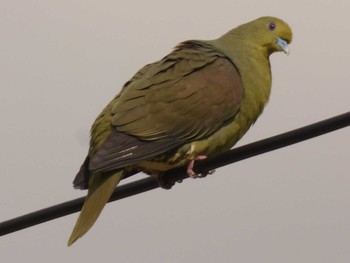 Ryukyu Green Pigeon Yoron Island Mon, 3/12/2018