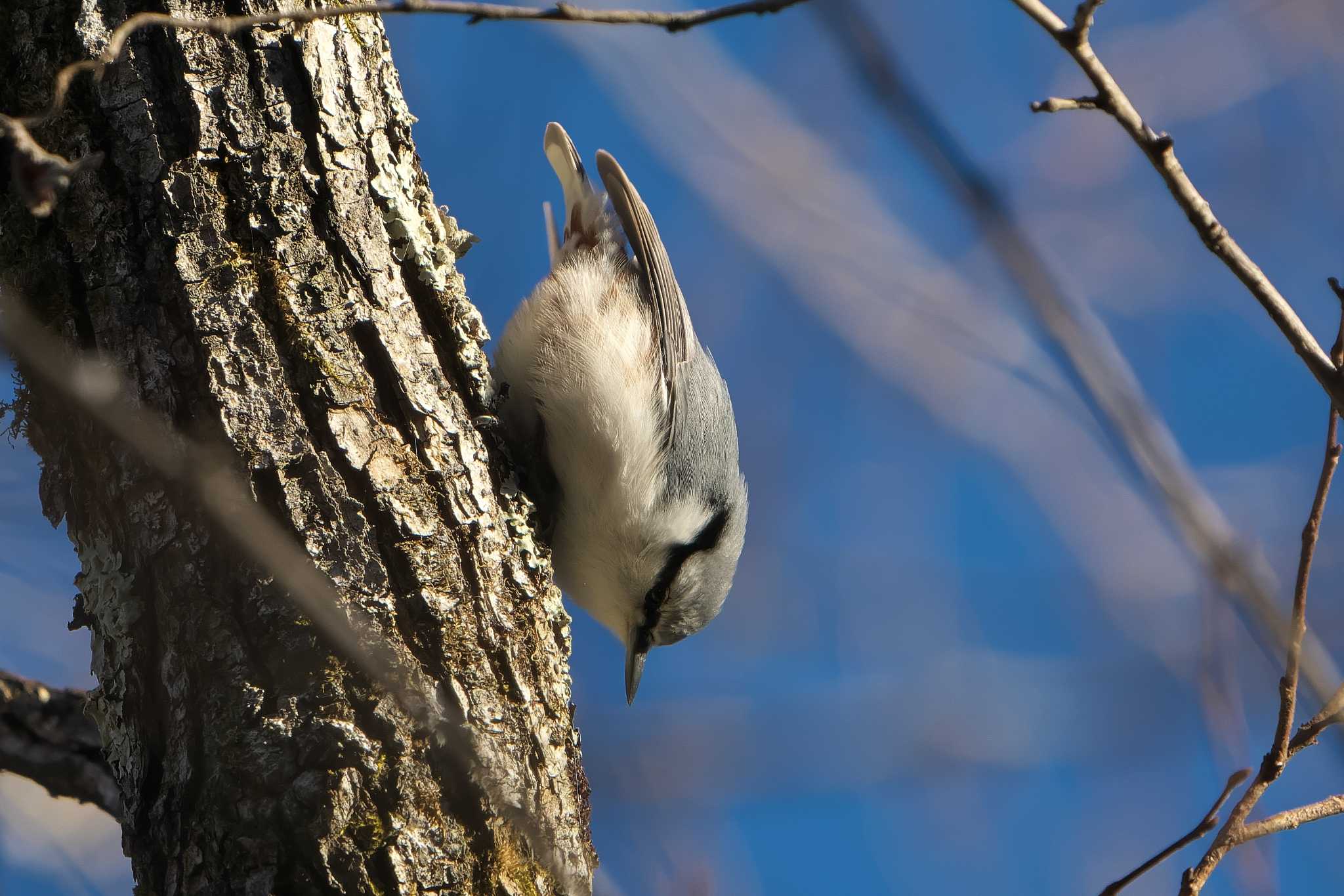 Eurasian Nuthatch(asiatica)