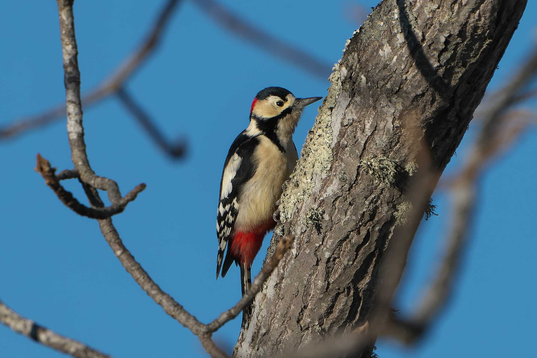 Great Spotted Woodpecker(japonicus)