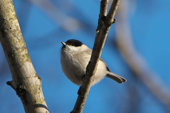 Tue, 12/6/2022 Birding report at 中標津