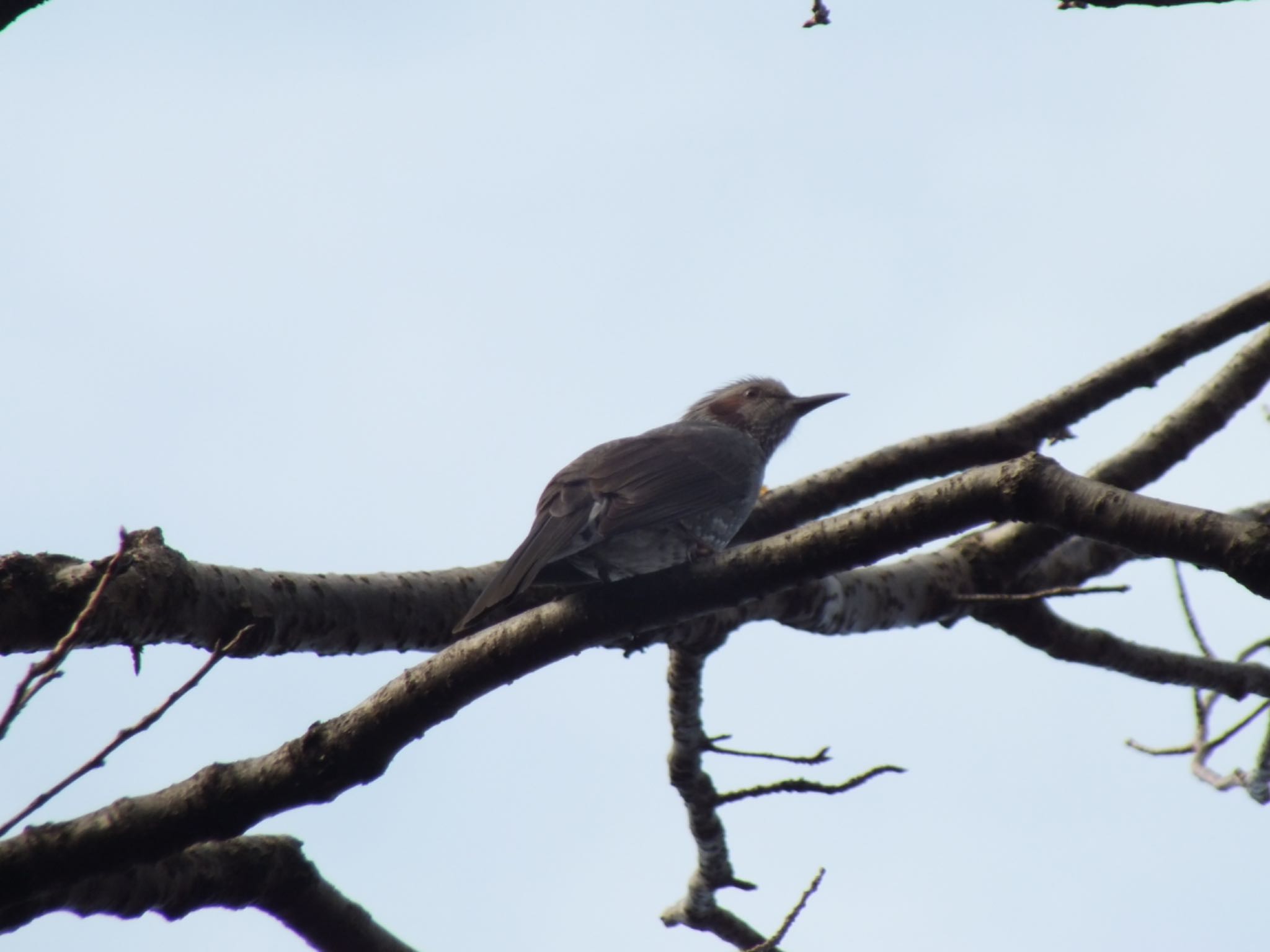 Photo of Brown-eared Bulbul at 生田緑地 by まさ
