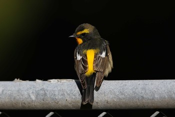 Narcissus Flycatcher Hegura Island Thu, 5/5/2016