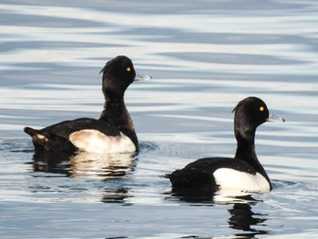 2022年12月11日(日) 標津町 標津漁港の野鳥観察記録