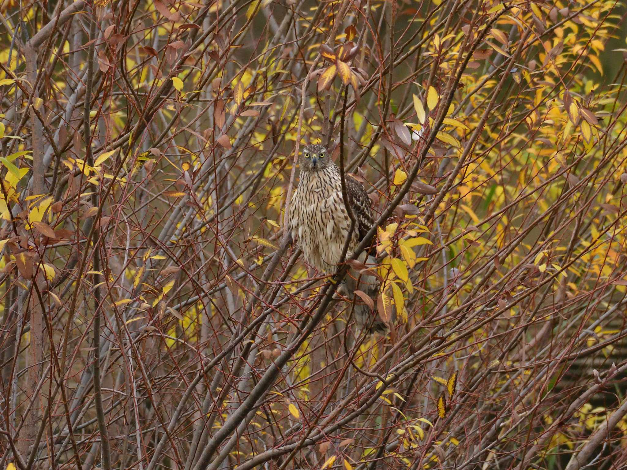 東京港野鳥公園 オオタカの写真 by 80%以上は覚えてないかも