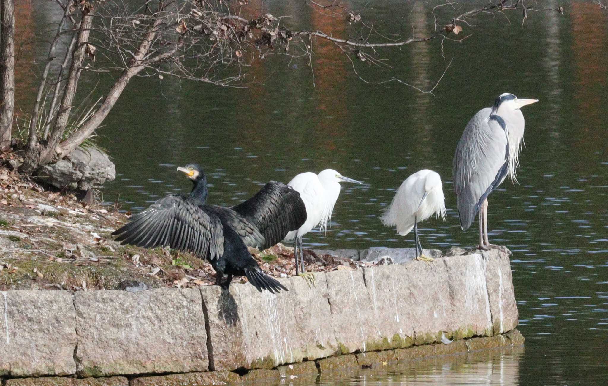 2022年12月21日(水) 天王川公園(津島市)の野鳥観察記録 by ぴーたま・まる | ZooPicker