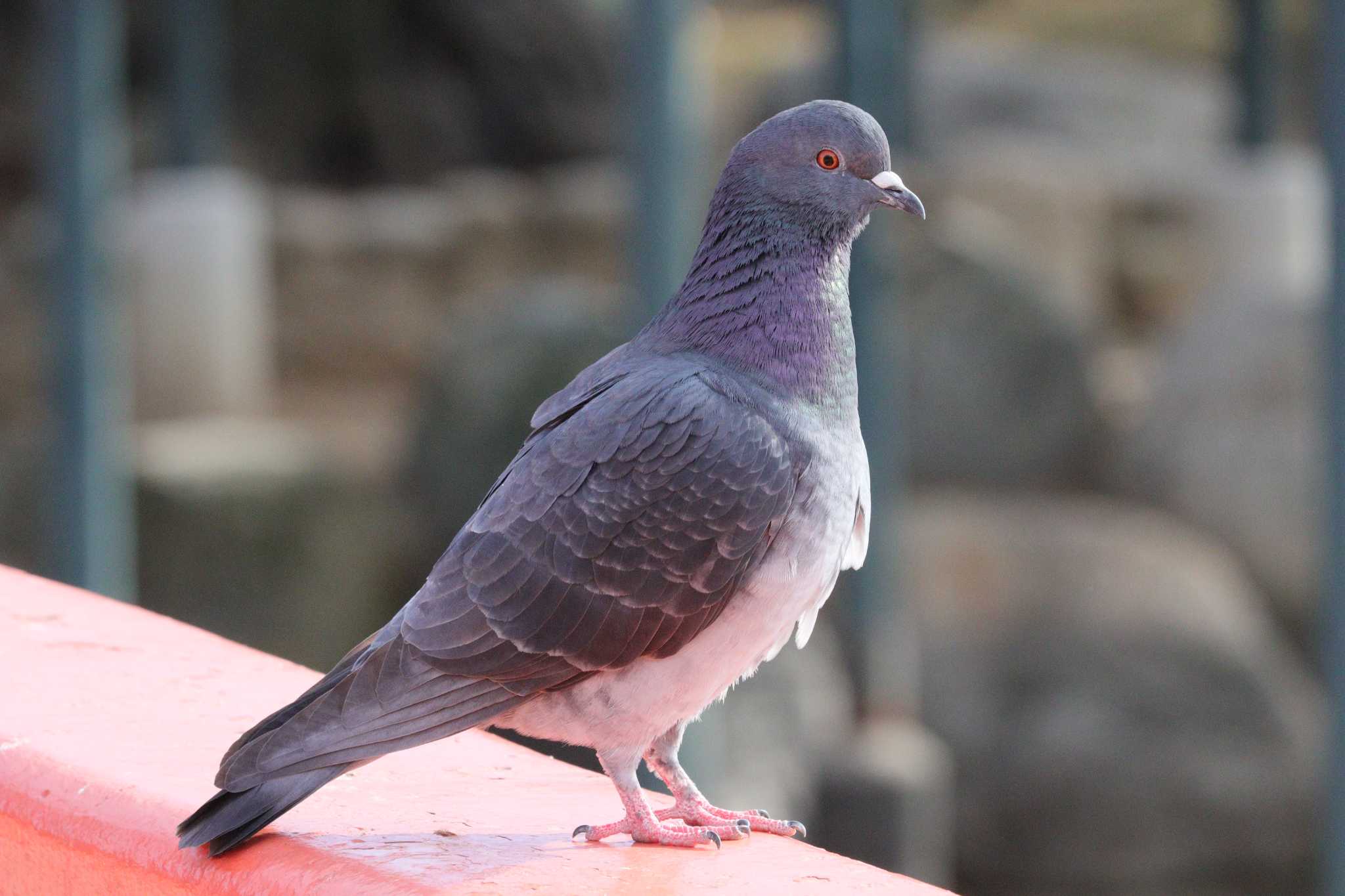 2022年12月20日(火) 天王川公園(津島市)の野鳥観察記録 by ぴー 2022年12月20日(火) 天王川公園(津島市)の野鳥観察記録 by ぴー