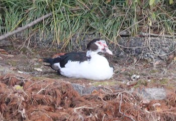 2022年12月21日(水) 天王川公園(津島市)の野鳥観察記録