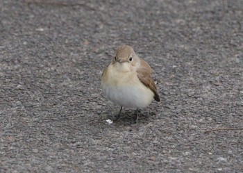 2022年12月21日(水) 祖父江ワイルドネイチャー緑地の野鳥観察記録