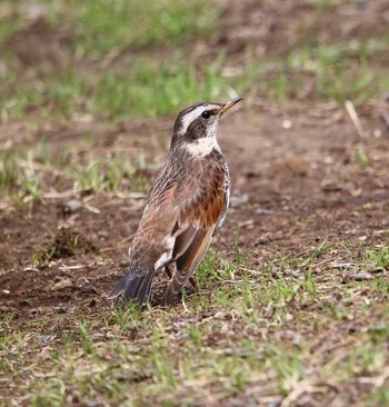 Dusky Thrush 大井埠頭(大井ふ頭) Thu, 3/15/2018