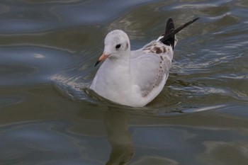 ユリカモメ 弁天池公園(大阪府門真市) 2022年12月22日(木)