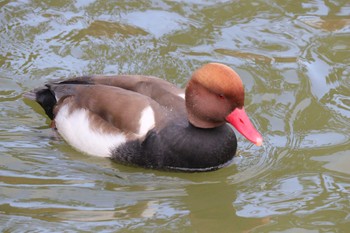 2022年12月22日(木) 弁天池公園(大阪府門真市)の野鳥観察記録