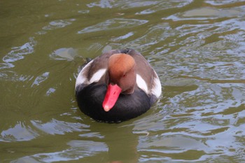 Red-crested Pochard Unknown Spots Thu, 12/22/2022