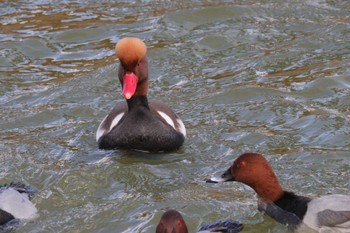 Red-crested Pochard 弁天池公園(大阪府門真市) Thu, 12/22/2022