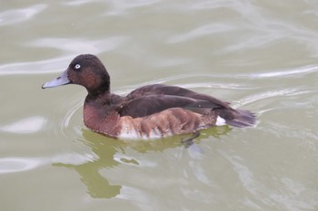 アカハジロ 弁天池公園(大阪府門真市) 2022年12月22日(木)