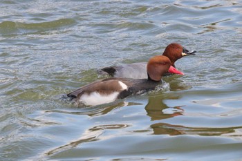 Red-crested Pochard 弁天池公園(大阪府門真市) Thu, 12/22/2022